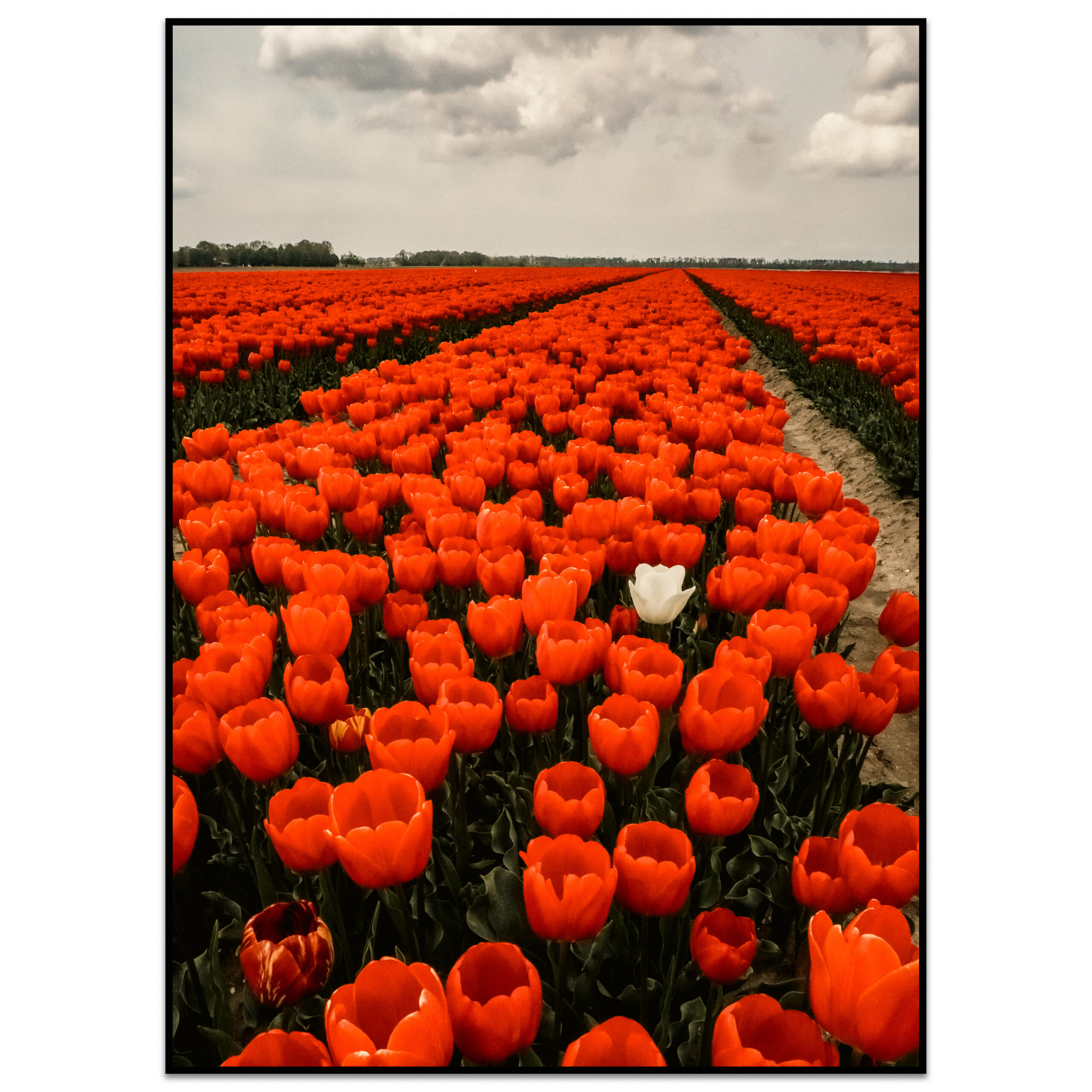 Michiel van Mens, dutch photographer, streetphotography,storytelling, color, pictures, photograph, sony alpha 6400, imagemaker, comics, silkscreen print, Amsterdam, Algorithms, Mathematica, Puglia